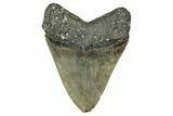Serrated, Fossil Megalodon Tooth - North Carolina #343391-2
